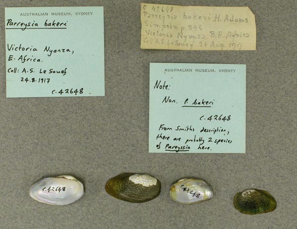 specimen