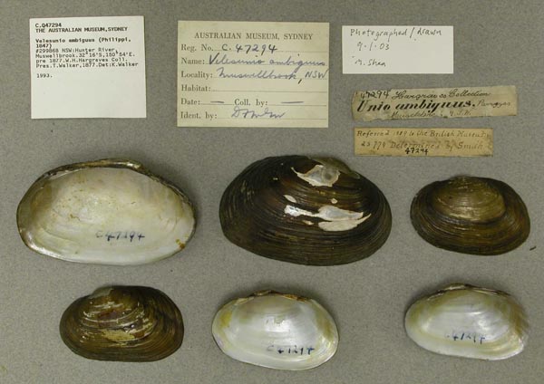 specimen