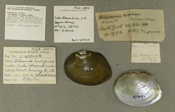 specimen