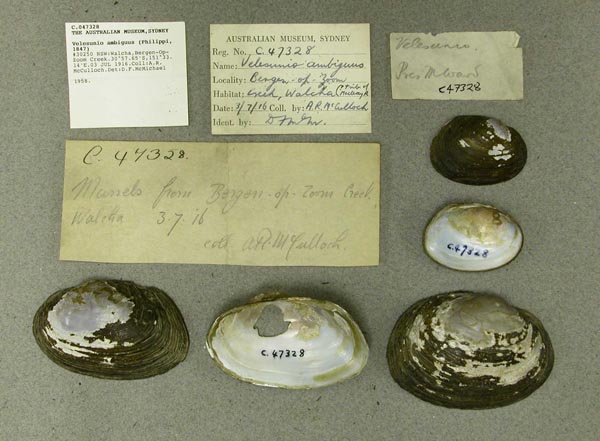 specimen
