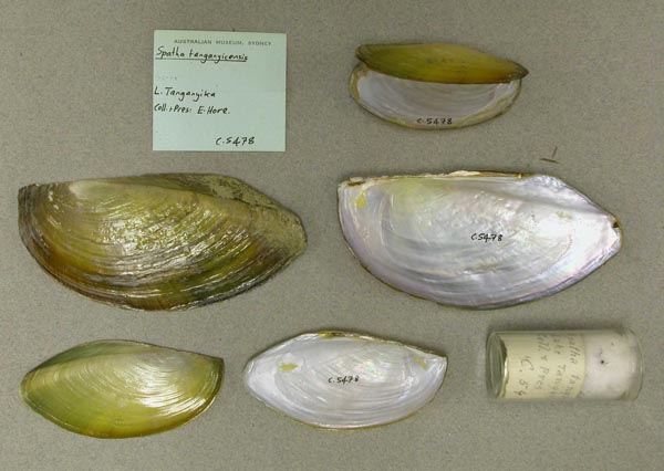 specimen