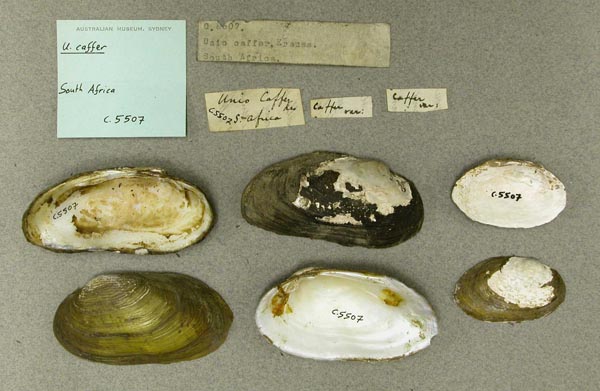specimen