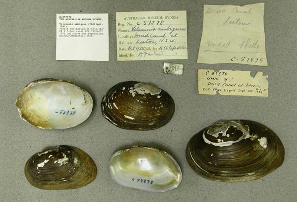 specimen