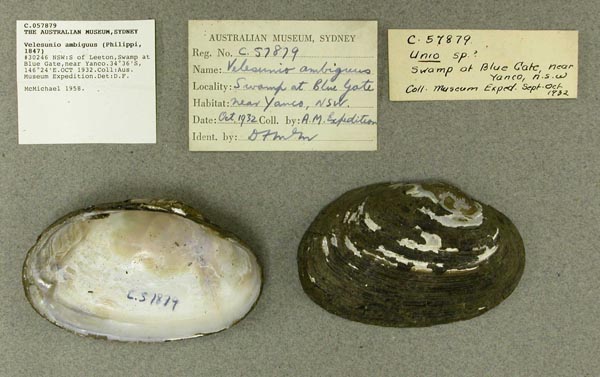 specimen