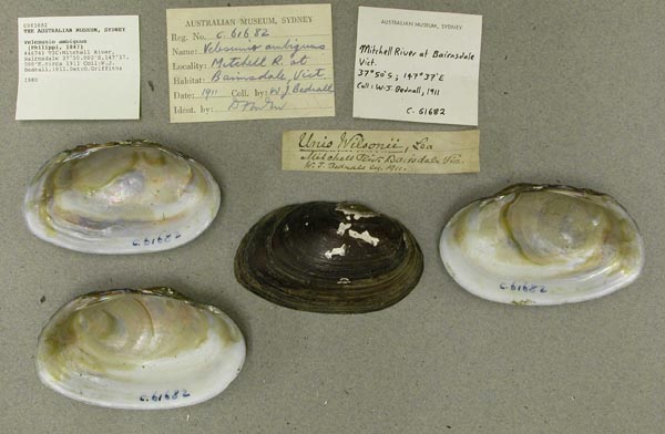 specimen
