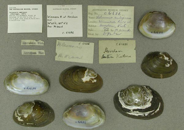 specimen