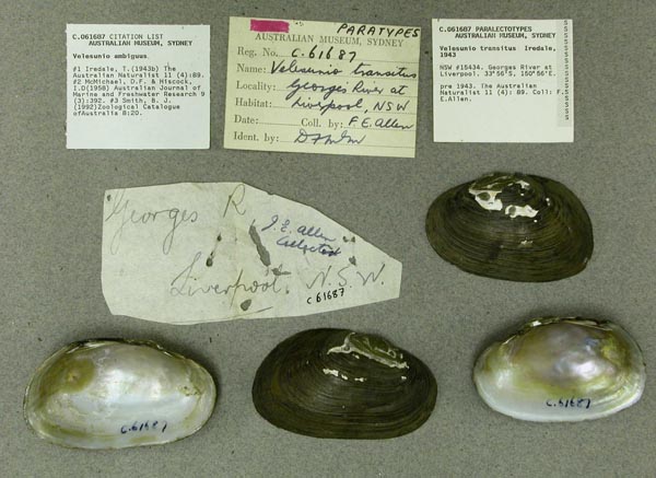 specimen