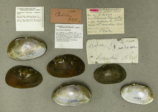 specimen
