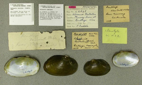 specimen