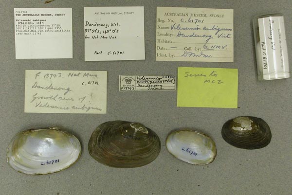 specimen