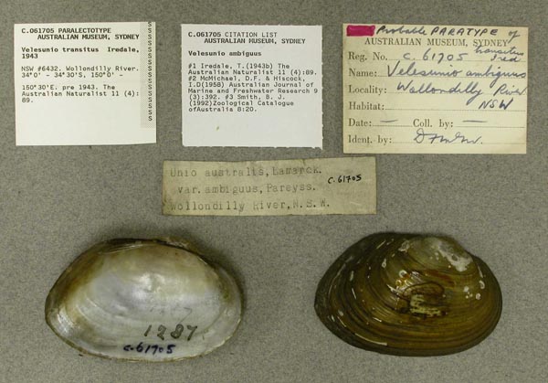 specimen