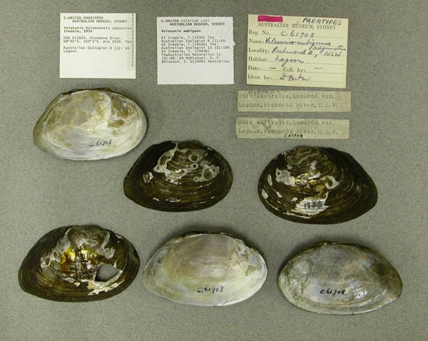 specimen