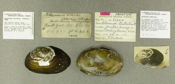 specimen
