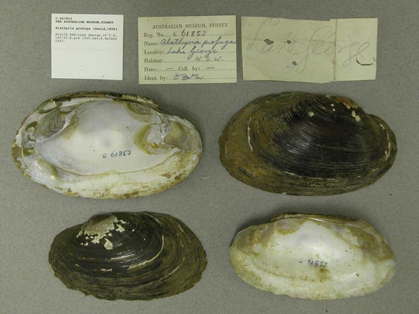 specimen