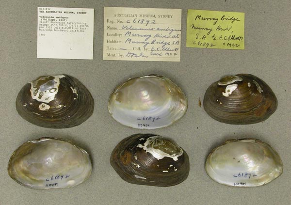 specimen