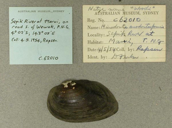 specimen
