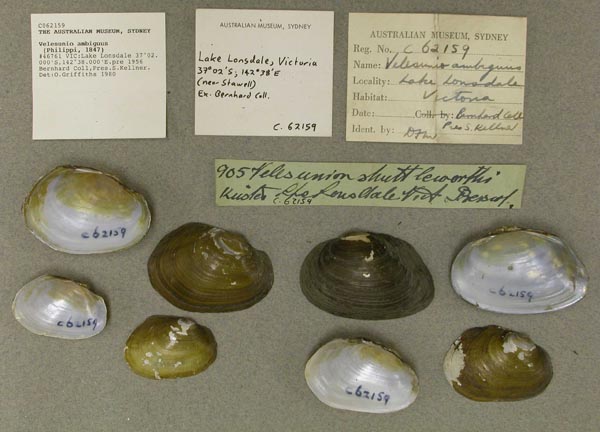 specimen