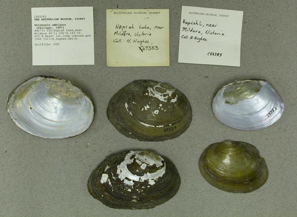 specimen
