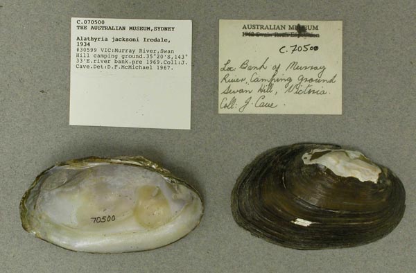 specimen