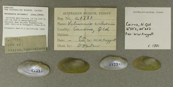specimen