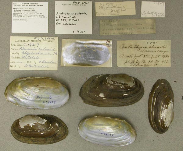 specimen