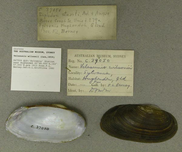 specimen