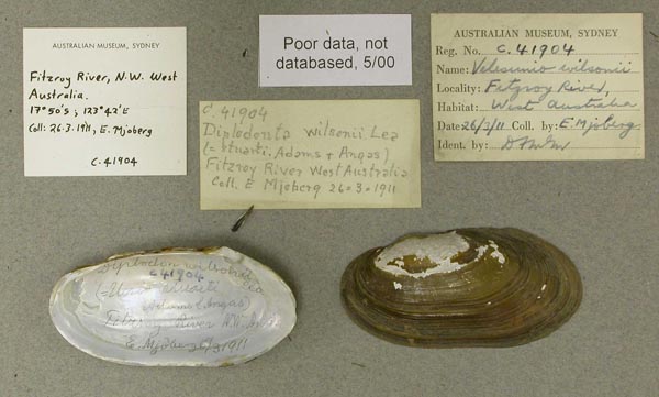 specimen