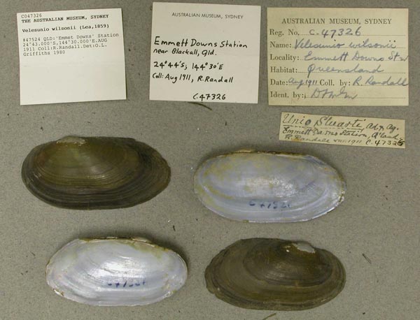 specimen