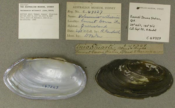 specimen