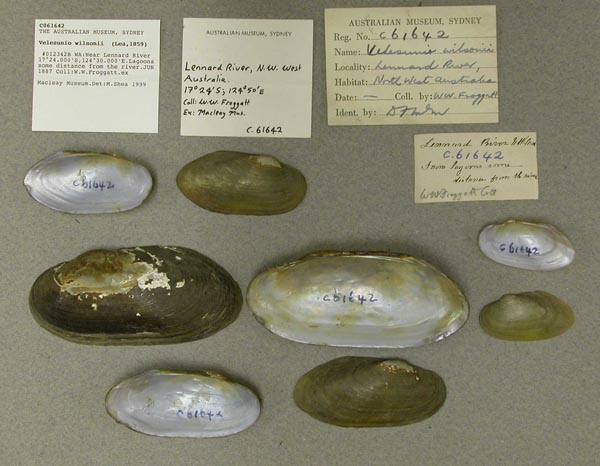 specimen