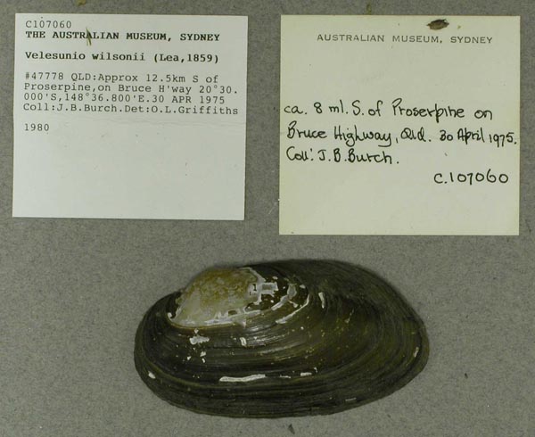 specimen