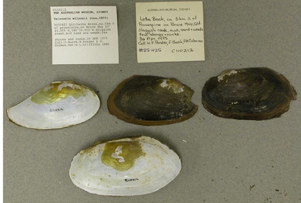 specimen
