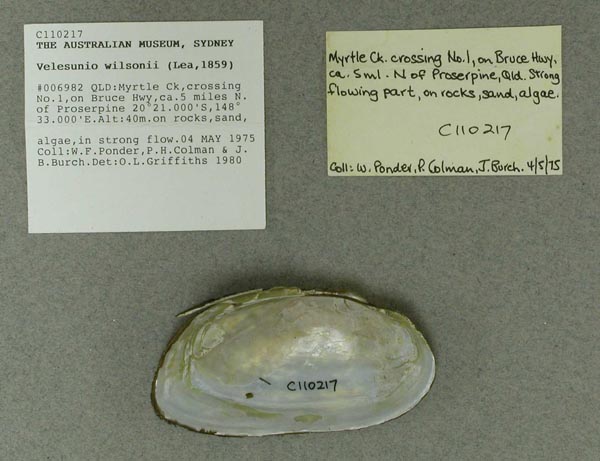 specimen