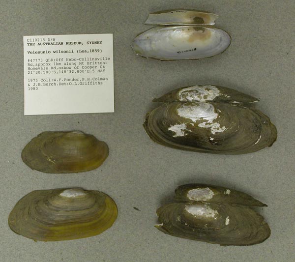 specimen