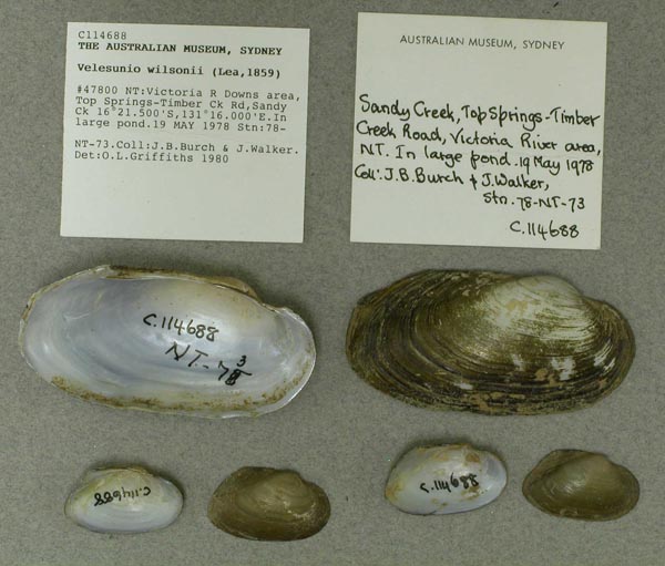 specimen