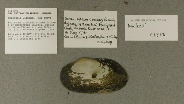 specimen