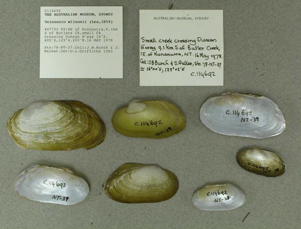 specimen