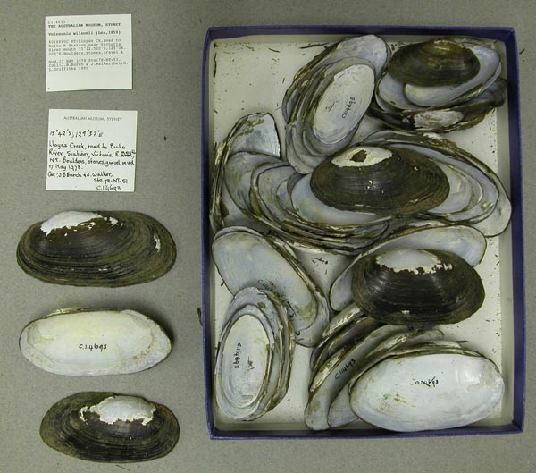 specimen