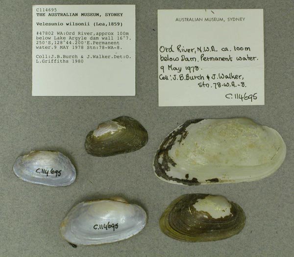 specimen