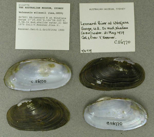 specimen