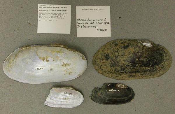 specimen