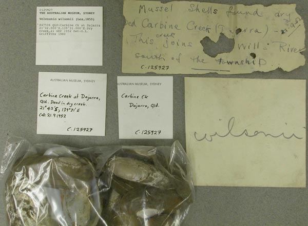 specimen