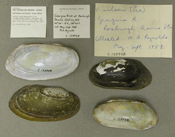 specimen