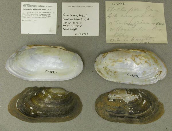 specimen