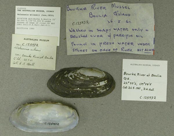 specimen