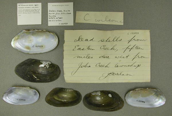 specimen