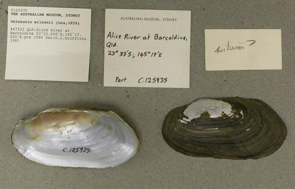 specimen
