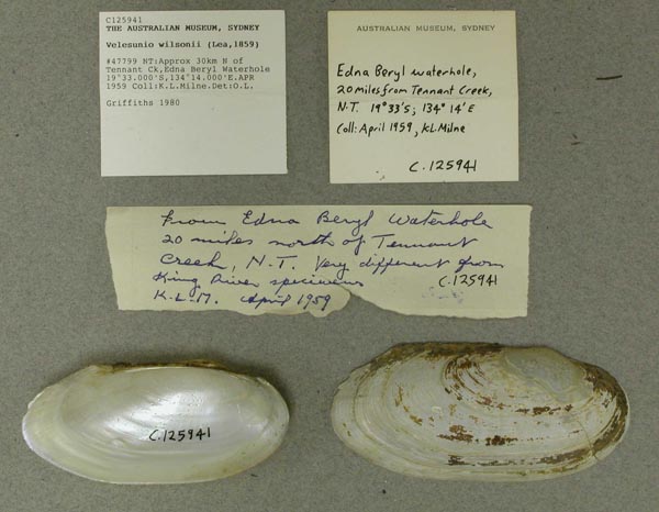 specimen
