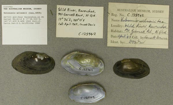 specimen