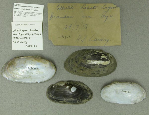 specimen